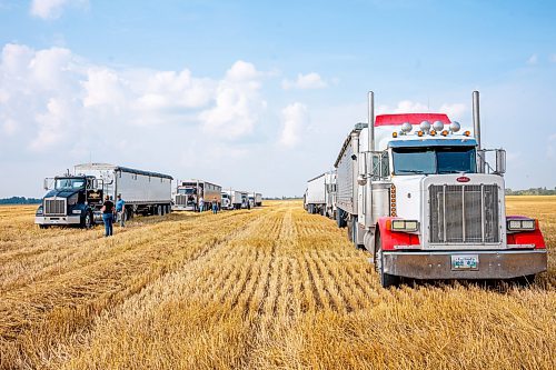 NIC ADAM / FREE PRESS
Grain trucks wait to be filled at the growing project&#x2019;s field outside Landmark, MB., Tuesday. 
240820 - Tuesday, August 20, 2024.

Reporter: