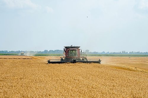 NIC ADAM / FREE PRESS
11 combines and several grain trucks work pulling grain out of the ground at a field outside Landmark, MB., Tuesday, the proceeds of which will be donated to the Foodgrains Bank. 
240820 - Tuesday, August 20, 2024.

Reporter: