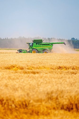 NIC ADAM / FREE PRESS
11 combines and several grain trucks work pulling grain out of the ground at a field outside Landmark, MB., Tuesday, the proceeds of which will be donated to the Foodgrains Bank. 
240820 - Tuesday, August 20, 2024.

Reporter: