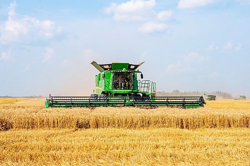 NIC ADAM / FREE PRESS
11 combines and several grain trucks work pulling grain out of the ground at a field outside Landmark, MB., Tuesday, the proceeds of which will be donated to the Foodgrains Bank. 
240820 - Tuesday, August 20, 2024.

Reporter: