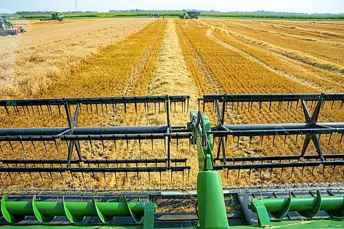 NIC ADAM / FREE PRESS
Farmer Larry Goossen, 80, works in his John Deere combine at the growing project&#x2019;s field outside Landmark, MB., Tuesday. He&#x2019;s been driving a combine since he was 14 and likes to volunteer for the project every year.
240820 - Tuesday, August 20, 2024.

Reporter: