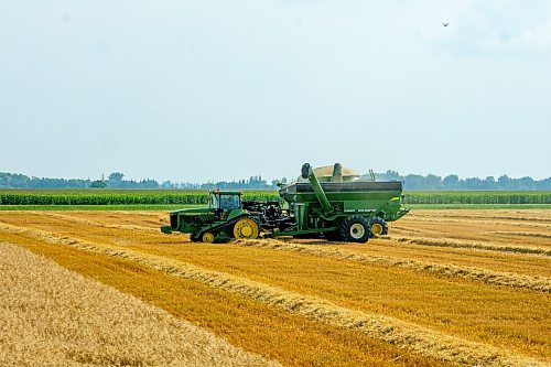 NIC ADAM / FREE PRESS
11 combines and several grain trucks work pulling grain out of the ground at a field outside Landmark, MB., Tuesday, the proceeds of which will be donated to the Foodgrains Bank. 
240820 - Tuesday, August 20, 2024.

Reporter: