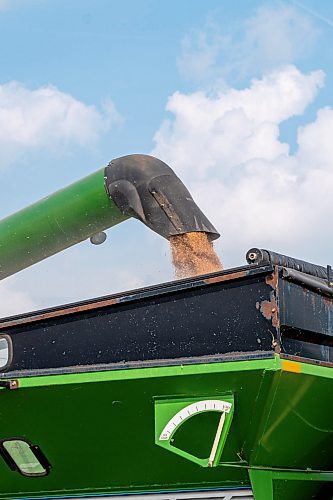 NIC ADAM / FREE PRESS
A combine empties its bin at the growing project&#x2019;s field outside Landmark, MB., Tuesday. 
240820 - Tuesday, August 20, 2024.

Reporter: