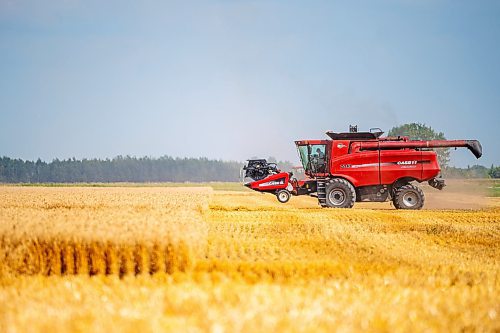 NIC ADAM / FREE PRESS
11 combines and several grain trucks work pulling grain out of the ground at a field outside Landmark, MB., Tuesday, the proceeds of which will be donated to the Foodgrains Bank. 
240820 - Tuesday, August 20, 2024.

Reporter: