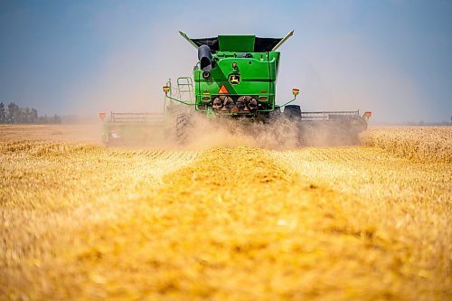 NIC ADAM / FREE PRESS
11 combines and several grain trucks work pulling grain out of the ground at a field outside Landmark, MB., Tuesday, the proceeds of which will be donated to the Foodgrains Bank. 
240820 - Tuesday, August 20, 2024.

Reporter: