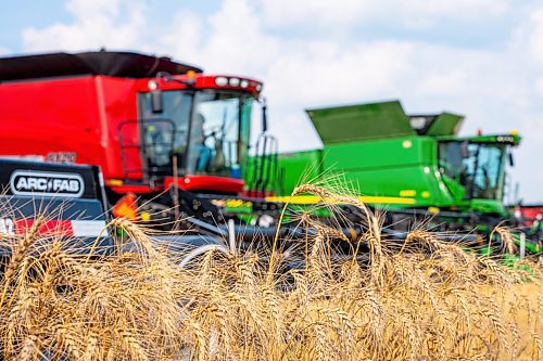 NIC ADAM / FREE PRESS
11 combines and several grain trucks work pulling grain out of the ground at a field outside Landmark, MB., Tuesday, the proceeds of which will be donated to the Foodgrains Bank. 
240820 - Tuesday, August 20, 2024.

Reporter: