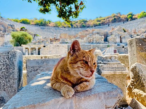 Photos by Steve MacNaull / Free Press
Garfield of Ephesus lounges in front of the 20,000-seat Grand Amphitheatre at the archaeological site in Turkey.