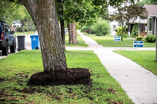 MIKAELA MACKENZIE / WINNIPEG FREE PRESS
	
The remains of what used to be Joyce Maryk&#x573; marigold-filled garden box (after the city forced the removal) in Transcona on Thursday, Aug. 22, 2024.

For Nicole story.
Winnipeg Free Press 2024