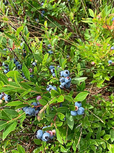 Blueberries, ready to pick. (Russell Wangersky / Free Press)