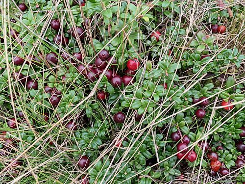 Low bush cranberries, also known as partridgeberries. (Russell Wangersky / Free Press)