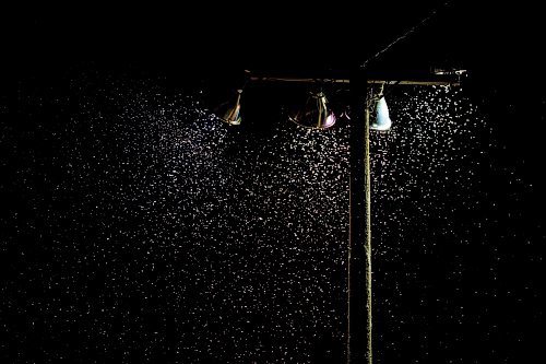 NIC ADAM / FREE PRESS
Bugs swarm the spotlights at Thursday night thunder at Victory Lanes Speedway.
240822 - Thursday, August 22, 2024.

Reporter: ?