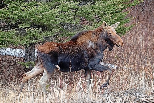 11042024
A moose walks along the edge of a pond along Highway 10 in Riding Mountain National Park on a mild and sunny Thursday afternoon. 
(Tim Smith/The Brandon Sun)