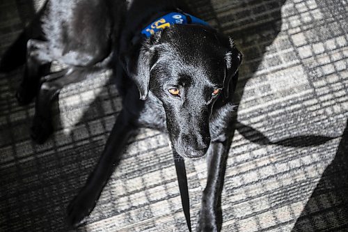 MIKAELA MACKENZIE / WINNIPEG FREE PRESS
	
Victim services support dog Gloucester (aka Glossy) on Monday, Aug. 26, 2024. 

For Nicole story.
Winnipeg Free Press 2024