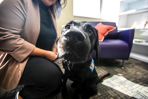 MIKAELA MACKENZIE / WINNIPEG FREE PRESS
	
Victim services support dog Gloucester (aka Glossy) on Monday, Aug. 26, 2024. 

For Nicole story.
Winnipeg Free Press 2024