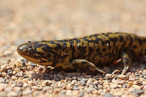 28082024
A Barred Tiger Salamander crawls along a road at Lake Clementi south of Brandon on Wednesday. Manitoba is home to four types of salamanders; the Blue-spotted Salamander, the Barred Tiger Salamander, the Eastern Tiger Salamander and the Common Mudpuppy.
(Tim Smith/The Brandon Sun)