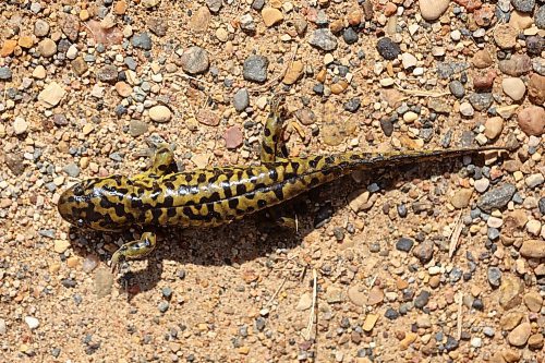 28082024
A Barred Tiger Salamander crawls along a road at Lake Clementi south of Brandon on Wednesday. Manitoba is home to four types of salamanders; the Blue-spotted Salamander, the Barred Tiger Salamander, the Eastern Tiger Salamander and the Common Mudpuppy.
(Tim Smith/The Brandon Sun)