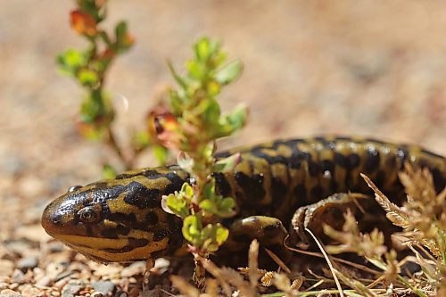 28082024
A Barred Tiger Salamander crawls along a road at Lake Clementi south of Brandon on Wednesday. Manitoba is home to four types of salamanders; the Blue-spotted Salamander, the Barred Tiger Salamander, the Eastern Tiger Salamander and the Common Mudpuppy.
(Tim Smith/The Brandon Sun)