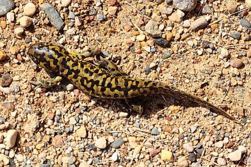 28082024
A Barred Tiger Salamander crawls along a road at Lake Clementi south of Brandon on Wednesday. Manitoba is home to four types of salamanders; the Blue-spotted Salamander, the Barred Tiger Salamander, the Eastern Tiger Salamander and the Common Mudpuppy.
(Tim Smith/The Brandon Sun)