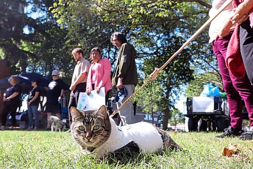 30082024
Talix Cross lets her cat Ted explore while take part in the International Toxic Drug Poisoning Awareness Day walk in downtown Brandon on Friday. The walk began and ended at Princess Park and was followed by speakers and a lunch.  (Tim Smith/The Brandon Sun)