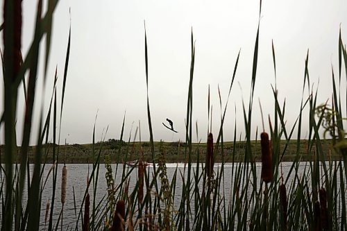 29082024
Casey Mommer takes a jump while training on a crisp morning in late August, ahead of the World Over-35 Waterski Championships in Spain.  (Tim Smith/The Brandon Sun)