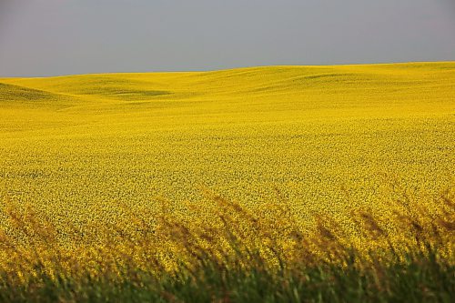 12072024
Canola in bloom west of Brandon on a scorching hot Friday.
(Tim Smith/The Brandon Sun)