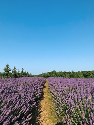 JEN ZORATTI / FREE PRESS
Gold-hour lavender at Fragrant Isle Lavender Farm on Washington Island. 