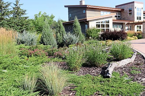 Colleen Zacharias / Free Press
Spreading junipers and ornamental grasses bring shades of blues and greens to this landscape as well as deer resistance.
