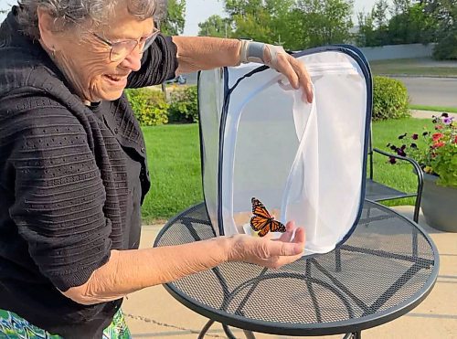 Pam Stacy releases a monarch butterfly from its habitat cage at Rotary Villas at Crocus Gardens on Tuesday. (Michele McDougall/The Brandon Sun)