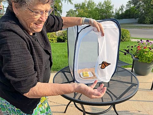 Pam Stacy releases a monarch butterfly from its habitat cage at Rotary Villas at Crocus Gardens on Tuesday. (Michele McDougall/The Brandon Sun)