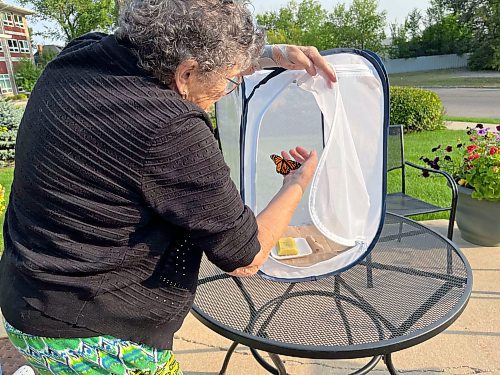 Pam Stacy prepares to release a monarch butterfly from its habitat cage at Rotary Villas at Crocus Gardens on Tuesday. (Michele McDougall/The Brandon Sun)