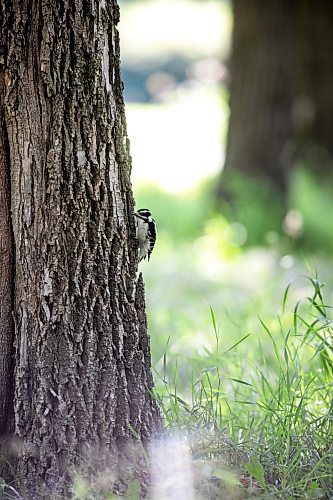 MIKAELA MACKENZIE / WINNIPEG FREE PRESS

A downy woodpecker on the University of Manitoba Indigenous Birding Club&#x573; weekly birding walk on Friday, Aug. 30, 2024. 

For Eva story.
Winnipeg Free Press 2024