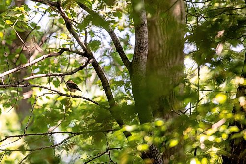 MIKAELA MACKENZIE / WINNIPEG FREE PRESS

A hermit thrush on the University of Manitoba Indigenous Birding Club&#x573; weekly birding walk on Friday, Aug. 30, 2024. 

For Eva story.
Winnipeg Free Press 2024