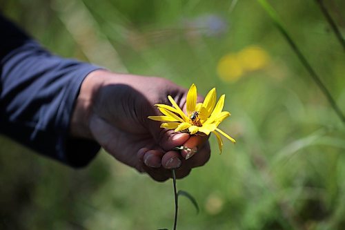 Ruth Bonneville /Free Press

Feature - Bee specialist 

Photos of Thilina Hettiarachchi, photographing a Melissodes bee on a yellow Sonchus asper flower. 

Thilina Hettiarachchi, with his field research assistant, Reid Miller, studying bees at the Tall Grass Prairie Preserve near Vita MB. Friday,

Thilina Hettiarachchi, a PhD candidate in Entomology at the University of MB. Is a specialist in bees and he's  discovered a new species of the insect.  

He uses macrophotography as a tool to analyze the species of insect he is studying in the field and is recognized internationally for his macrophotography.


Story by Martin Zeilig

Aug 30th, 2024