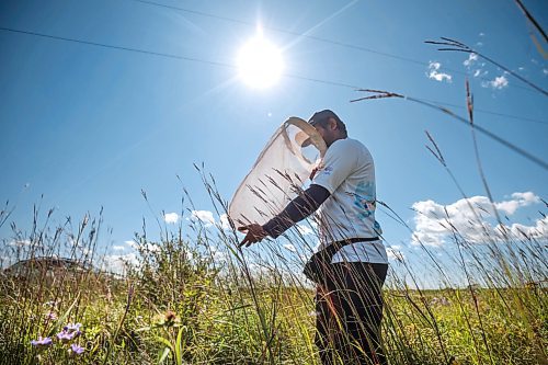 Ruth Bonneville /Free Press

Feature - Bee specialist 

Photos of Thilina Hettiarachchi, a PhD candidate, doing field work-- collecting bees and other pollinators and taking photos in the field at the south station, at the Tall Grass Prairie Preserve Friday,

Thilina Hettiarachchi, a PhD candidate in Entomology at the University of MB. Is a specialist in bees and he's  discovered a new species of the insect.  

He uses macrophotography as a tool to analyze the species of insect he is studying in the field and is recognized internationally for his macrophotography.

Story by Martin Zeilig

Aug 30th, 2024