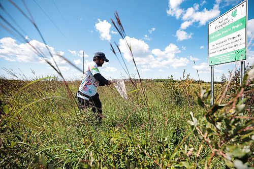 Ruth Bonneville /Free Press

Feature - Bee specialist 

Photos of Thilina Hettiarachchi, a PhD candidate, doing field work-- collecting bees and other pollinators and taking photos in the field at the south station, at the Tall Grass Prairie Preserve Friday,

Thilina Hettiarachchi, a PhD candidate in Entomology at the University of MB. Is a specialist in bees and he's  discovered a new species of the insect.  

He uses macrophotography as a tool to analyze the species of insect he is studying in the field and is recognized internationally for his macrophotography.

Story by Martin Zeilig

Aug 30th, 2024