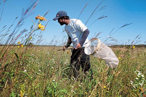 Ruth Bonneville /Free Press

Feature - Bee specialist 

Photos of Thilina Hettiarachchi, a PhD candidate, doing field work-- collecting bees and other pollinators and taking photos in the field at the south station, at the Tall Grass Prairie Preserve Friday,

Thilina Hettiarachchi, a PhD candidate in Entomology at the University of MB. Is a specialist in bees and he's  discovered a new species of the insect.  

He uses macrophotography as a tool to analyze the species of insect he is studying in the field and is recognized internationally for his macrophotography.


Story by Martin Zeilig

Aug 30th, 2024