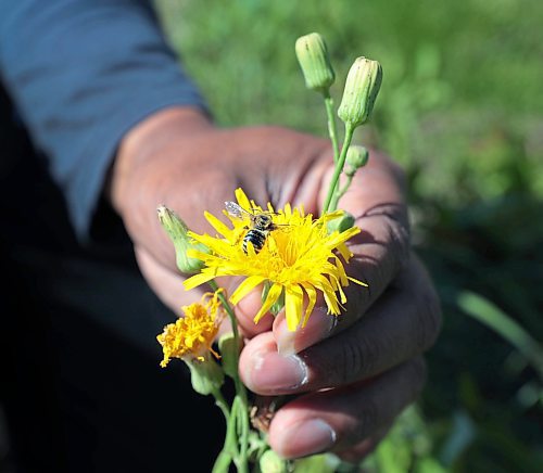 Ruth Bonneville /Free Press

Feature - Bee specialist 

Photos of Thilina Hettiarachchi, photographing a Melissodes bee on a yellow Sonchus asper flower. 

Thilina Hettiarachchi, with his field research assistant, Reid Miller, studying bees at the Tall Grass Prairie Preserve near Vita MB. Friday,

Thilina Hettiarachchi, a PhD candidate in Entomology at the University of MB. Is a specialist in bees and he's  discovered a new species of the insect.  

He uses macrophotography as a tool to analyze the species of insect he is studying in the field and is recognized internationally for his macrophotography.


Story by Martin Zeilig

Aug 30th, 2024