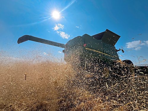 Wheat chaff spreads out from a combine operated by Neil Waldner of Hillside Colony under a sunny blue sky during a late summer harvest on 80 acres just north of Brandon on Tuesday afternoon. (Matt Goerzen/The Brandon Sun)