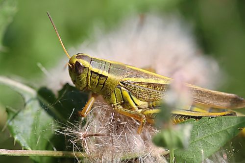 A grasshopper basks in the late summer sunshine on the fluff of a Manitoba thistle in a ditch north of Brandon on Wednesday afternoon. (Matt Goerzen/The Brandon Sun)