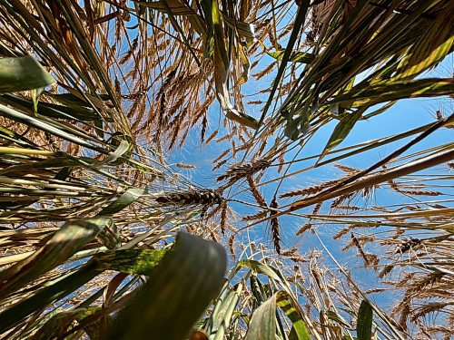 Shafts of wheat reach to blue skies in a field near the Brandon Municipal Airport on Wednesday afternoon. (Matt Goerzen/The Brandon Sun)