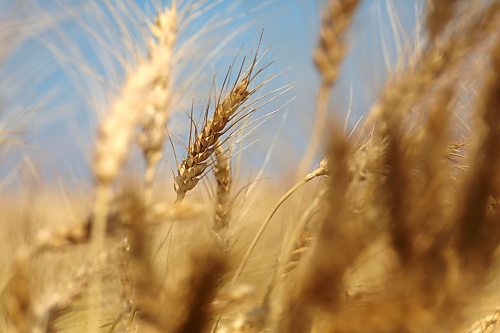 Shafts of wheat stand in the sunlight in a field near the Brandon Municipal Airport on Wednesday afternoon. (Matt Goerzen/The Brandon Sun)