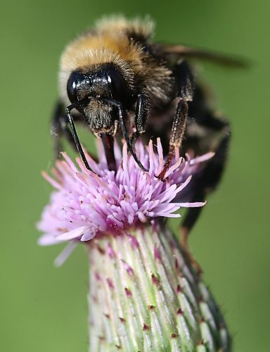 A bee looks for pollen on the flower of a Manitoba thistle in a field north of Brandon on Wednesday afternoon. (Matt Goerzen/The Brandon Sun)