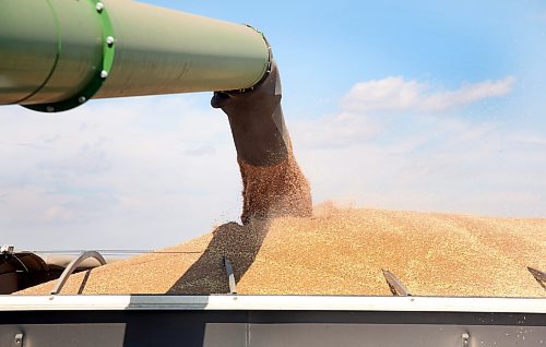 Wheat is unloaded from a combine in a field owned by Hillside Hutterite Colony during a late summer harvest on Wednesday afternoon north of Brandon. (Matt Goerzen/The Brandon Sun)