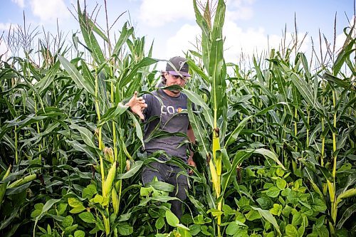 Joe Gardiner takes a shortcut through the corn from the maze to the Field of Dreams baseball diamond near Clearwater, Manitoba on Thursday. (Mikaela MacKenzie/Winnipeg Free Press)