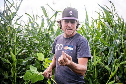 MIKAELA MACKENZIE / WINNIPEG FREE PRESS

Joe Gardiner shows the nitrogen-fixing root nodules in the long-season forage soybeans that they have planted with the corn the Field of Dreams baseball diamond near Clearwater, Manitoba on Thursday, Sept. 5, 2024. 

For Mike McIntyre story.
Winnipeg Free Press 2024