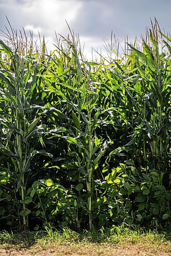 MIKAELA MACKENZIE / WINNIPEG FREE PRESS

Corn and long-season forage soybeans grow together around the Field of Dreams baseball diamond near Clearwater, Manitoba on Thursday, Sept. 5, 2024. 

For Mike McIntyre story.
Winnipeg Free Press 2024