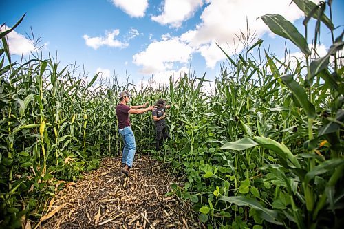 MIKAELA MACKENZIE / WINNIPEG FREE PRESS

Jace Guilford (left) and Joe Gardiner plan lighting in the corn maze near Clearwater, Manitoba on Thursday, Sept. 5, 2024. 

For Mike McIntyre story.
Winnipeg Free Press 2024