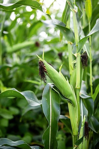 MIKAELA MACKENZIE / WINNIPEG FREE PRESS

Corn and long-season forage soybeans grow together around the Field of Dreams baseball diamond near Clearwater, Manitoba on Thursday, Sept. 5, 2024. 

For Mike McIntyre story.
Winnipeg Free Press 2024