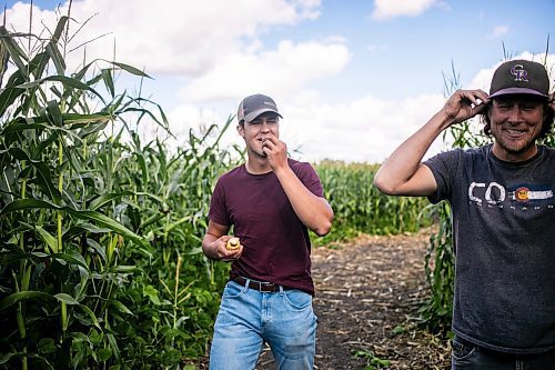 MIKAELA MACKENZIE / WINNIPEG FREE PRESS

Jace Guilford (left) and Joe Gardiner in the corn maze near Clearwater, Manitoba on Thursday, Sept. 5, 2024. 

For Mike McIntyre story.
Winnipeg Free Press 2024