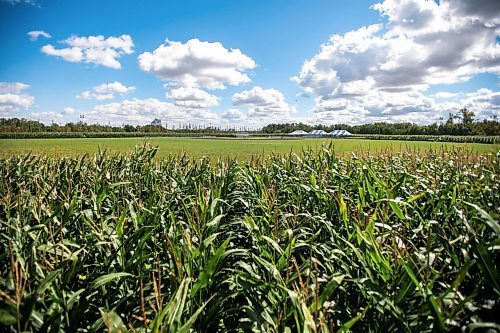 MIKAELA MACKENZIE / WINNIPEG FREE PRESS

The Field of Dreams baseball diamond near Clearwater, Manitoba on Thursday, Sept. 5, 2024. 

For Mike McIntyre story.
Winnipeg Free Press 2024